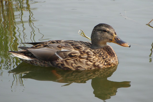 Når du sidder fast: Sådan kommer du videre i dit krydsord